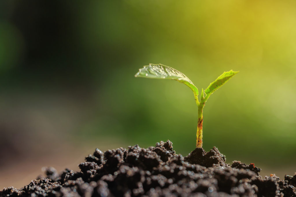 Seedlings on natural blurred background